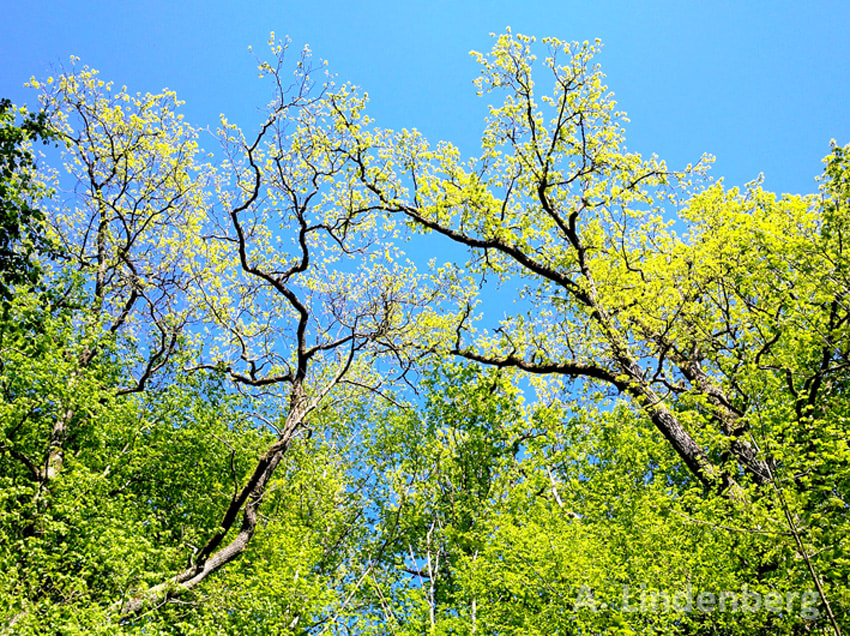 Annes Seelengarten Bäume Zwei Eichen im Frühlingsgrün
