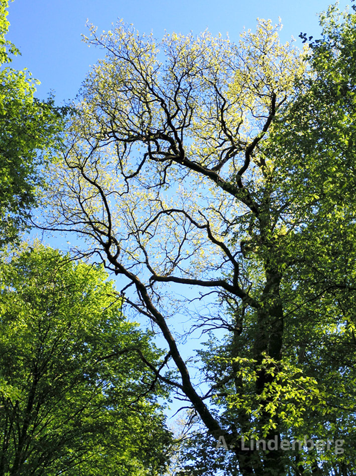 Annes Seelengarten Bäume Eiche Frühlingsgrün sichtbare Äste