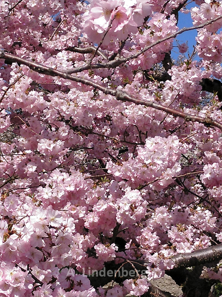 Annes Seelengarten Bäume Kirschblüten dicht rosa