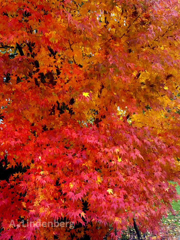 Annes Seelengarten Bäume Ahorn rotes Herbstlaub