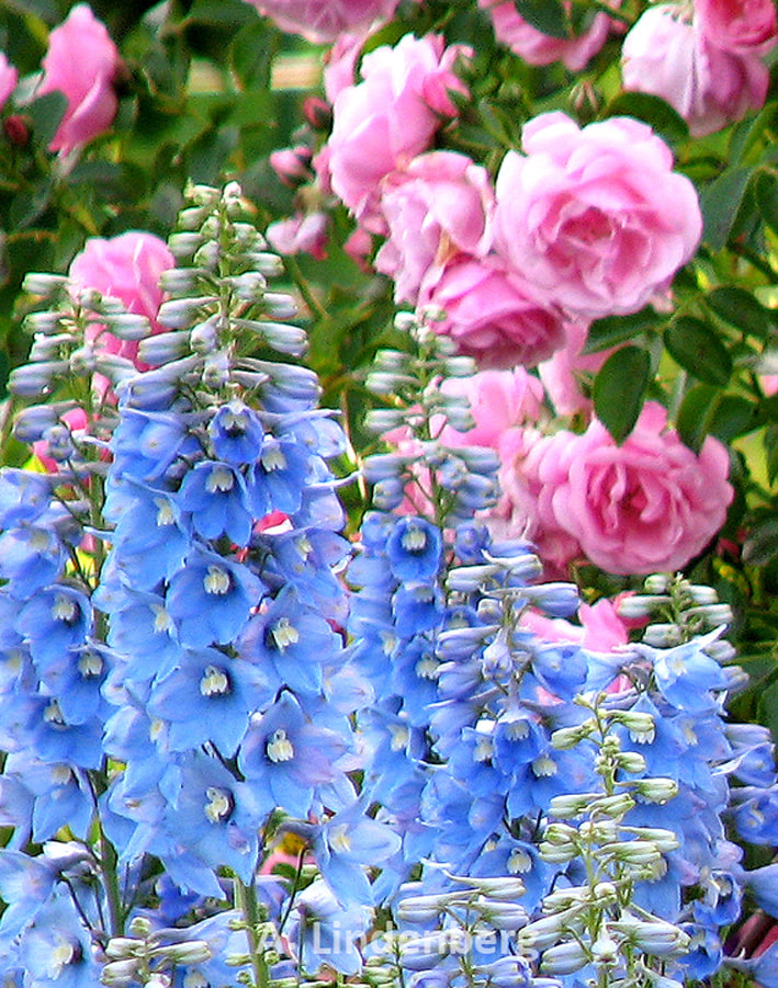 Annes Seelengarten Blumen hellblauer Ritterspron und rosa Rosen
