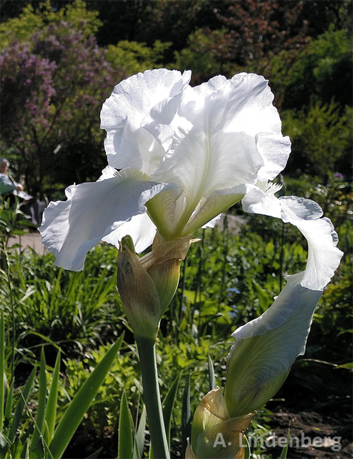 Annes Seelengarten Blumen weiße Schwertlilie