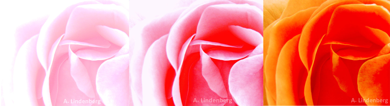Annes Seelengarten Blumen Drei Rosen in hellrosa, rosa und orange