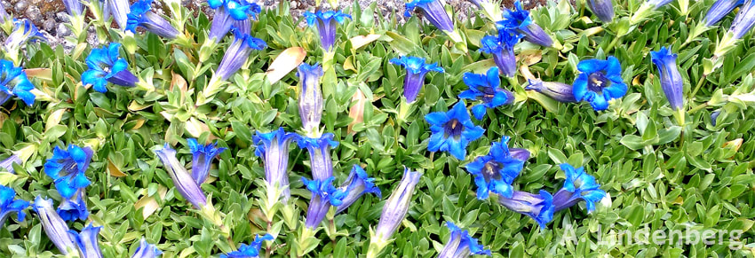 Annes Seelengarten Blumen Blaue Enzianblüten