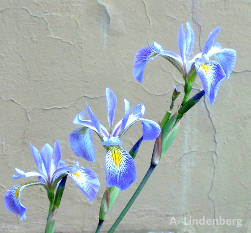 Annes Seelengarten Blumen drei hellblaue Schwertlilien