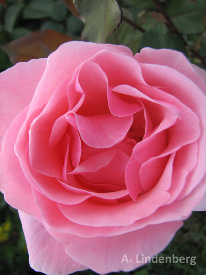 Annes Seelengarten Blumen Rosa Rose
