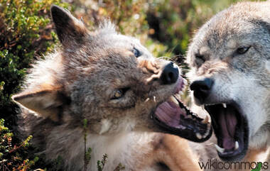 IN HOPE Konflikt und De-Eskalation, kämpfende Wölfe