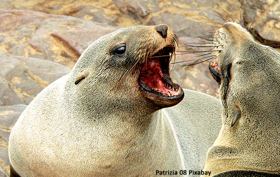 Streit schlichten; zwei streitende Robben