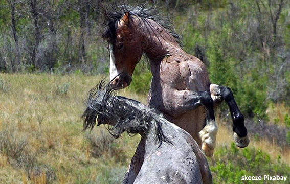 Lust kontra Angst; Zwei kämpfende Pferde