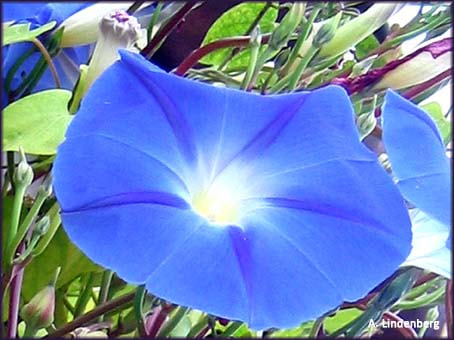 IN HOPE Praxis Blaue Blume als Symbol für die Seele