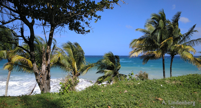 Annes Seelengarten Jamaika Palmen vor Meeresküste