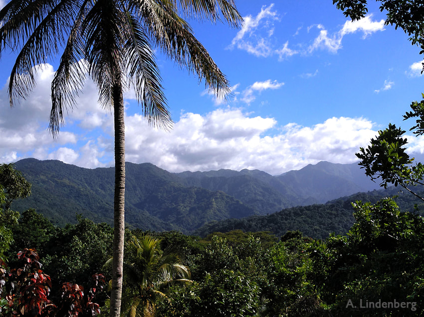 Annes Seelengarten Jamaika Blue Mountains mit Palme im Vordergrund