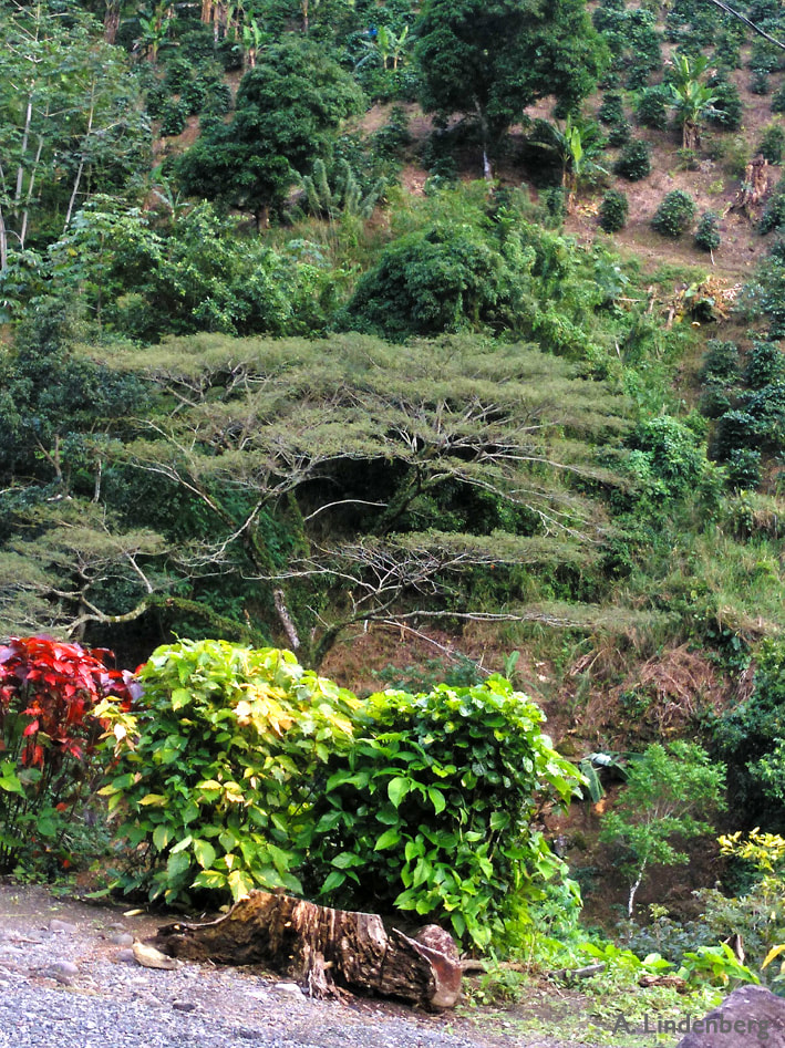 Annes Seelengarten Jamaika Tal mit besonderem Baum mit breiter Krone