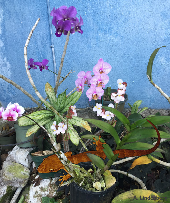 Annes Seelengarten Jamaika Orchidee mit Lizzard