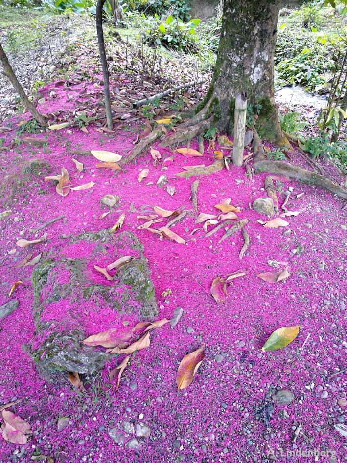 Annes Seelengarten Jamaika Grellpinke Blüten bedecken den Boden